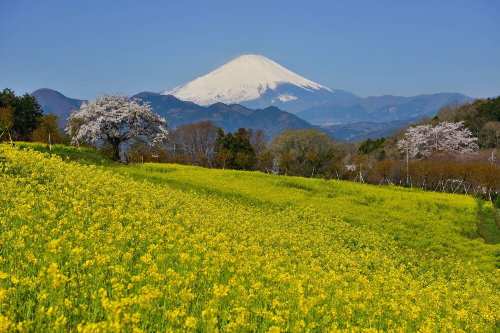 菜の花と山の風景