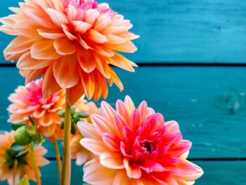 ダリアの花